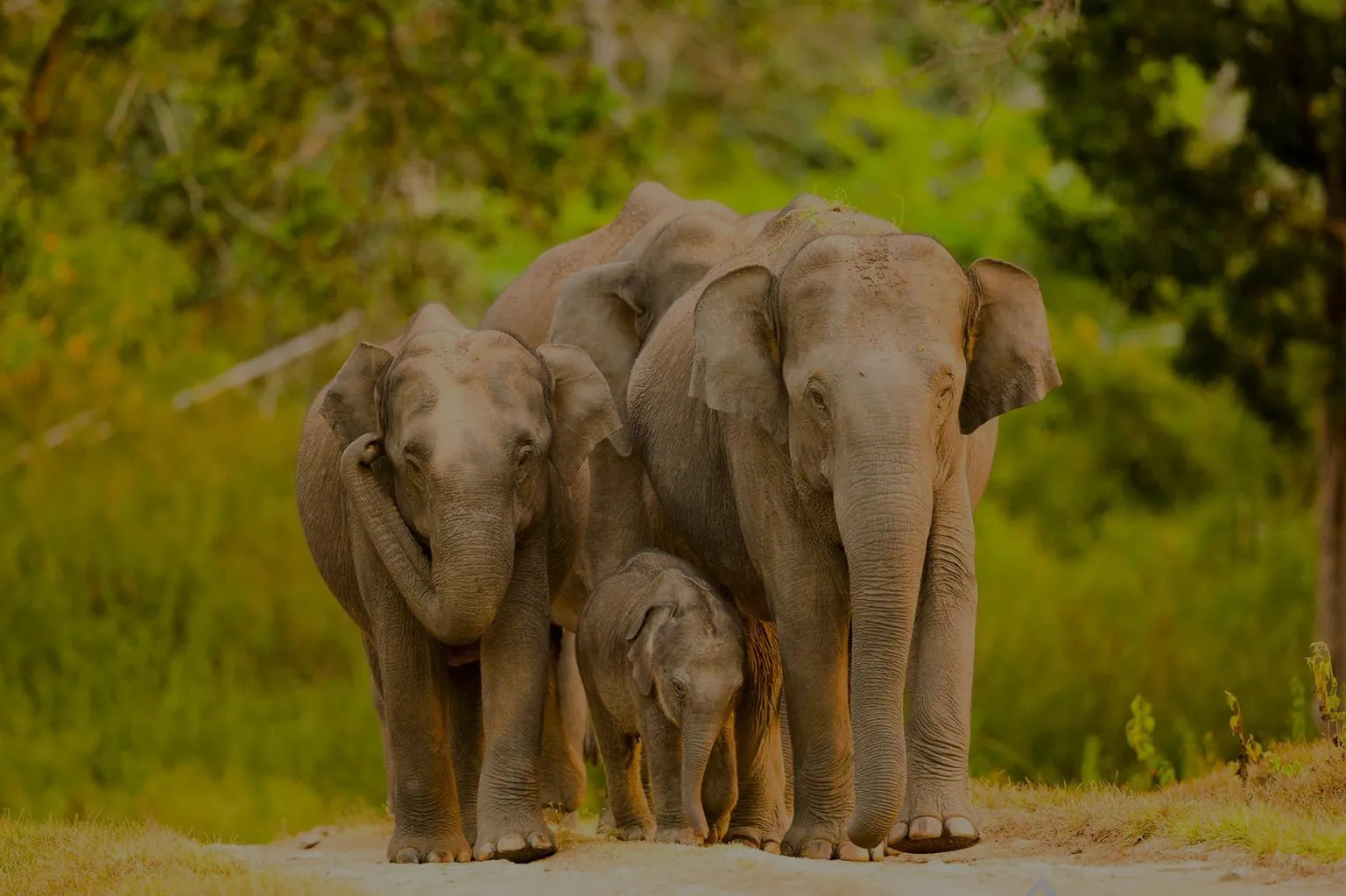 Bandipur Tiger Reserve near Masinagudi