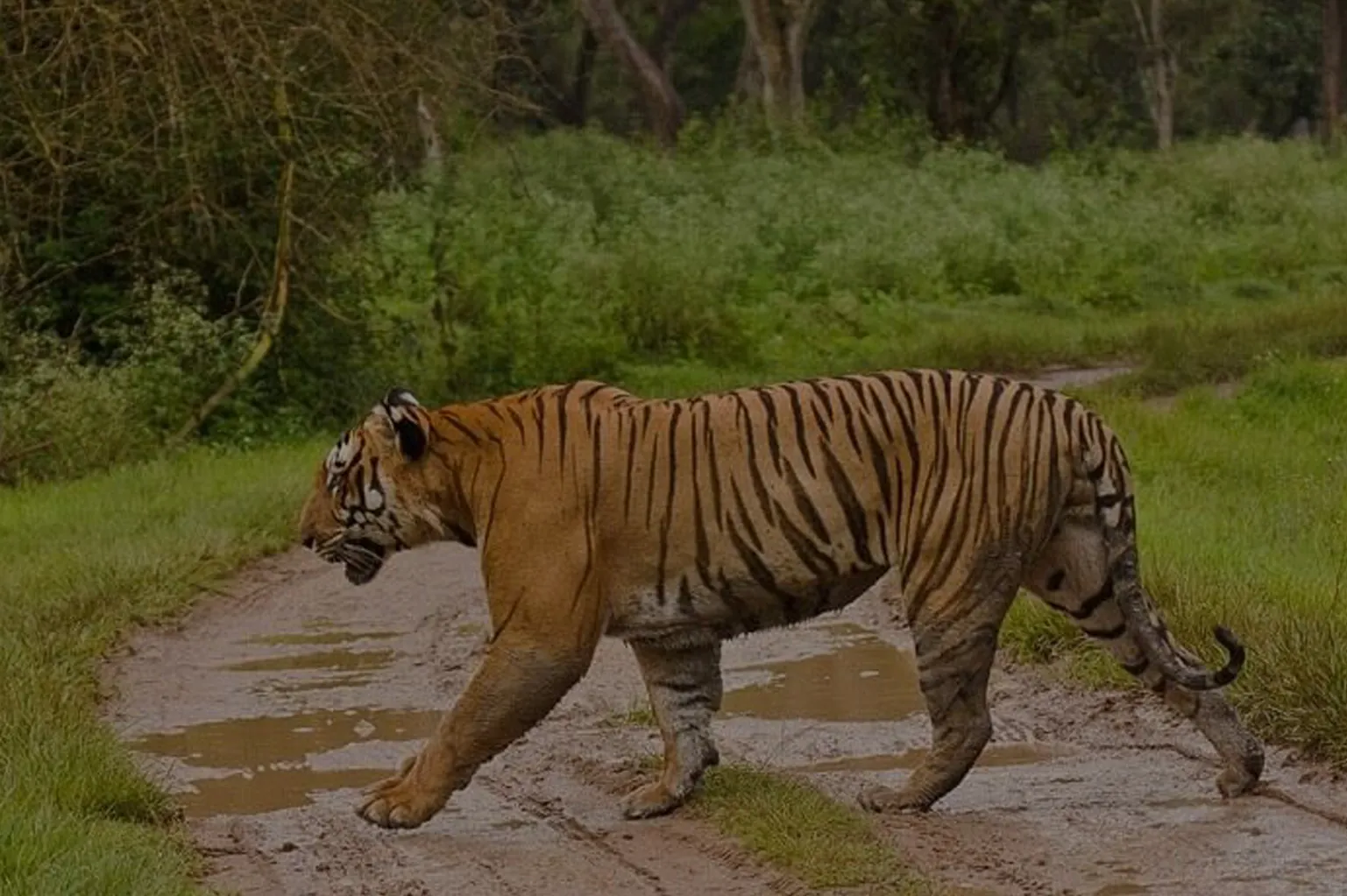 Mudumalai Tiger Reserve near Aranyasun