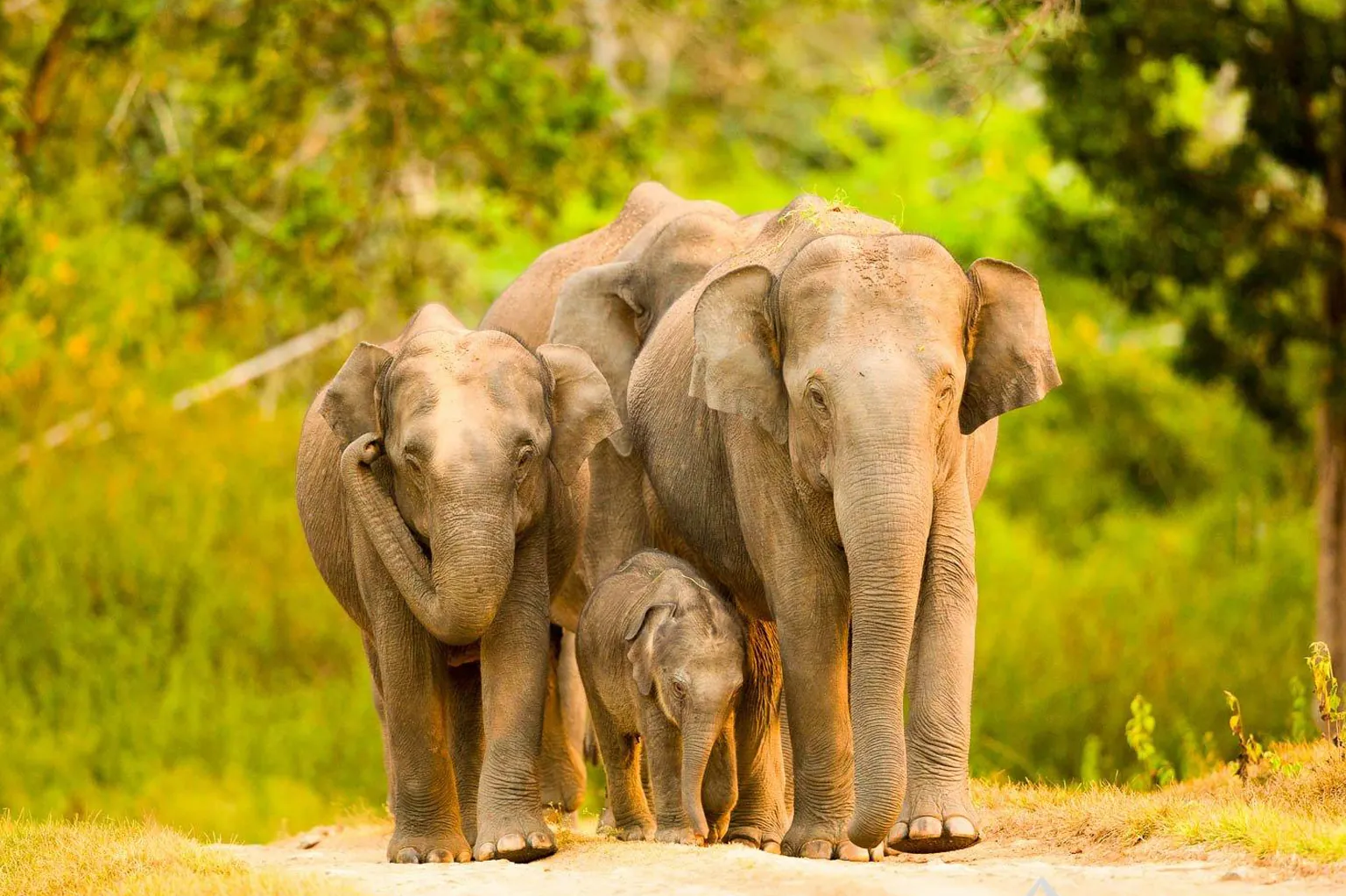Wildlife country