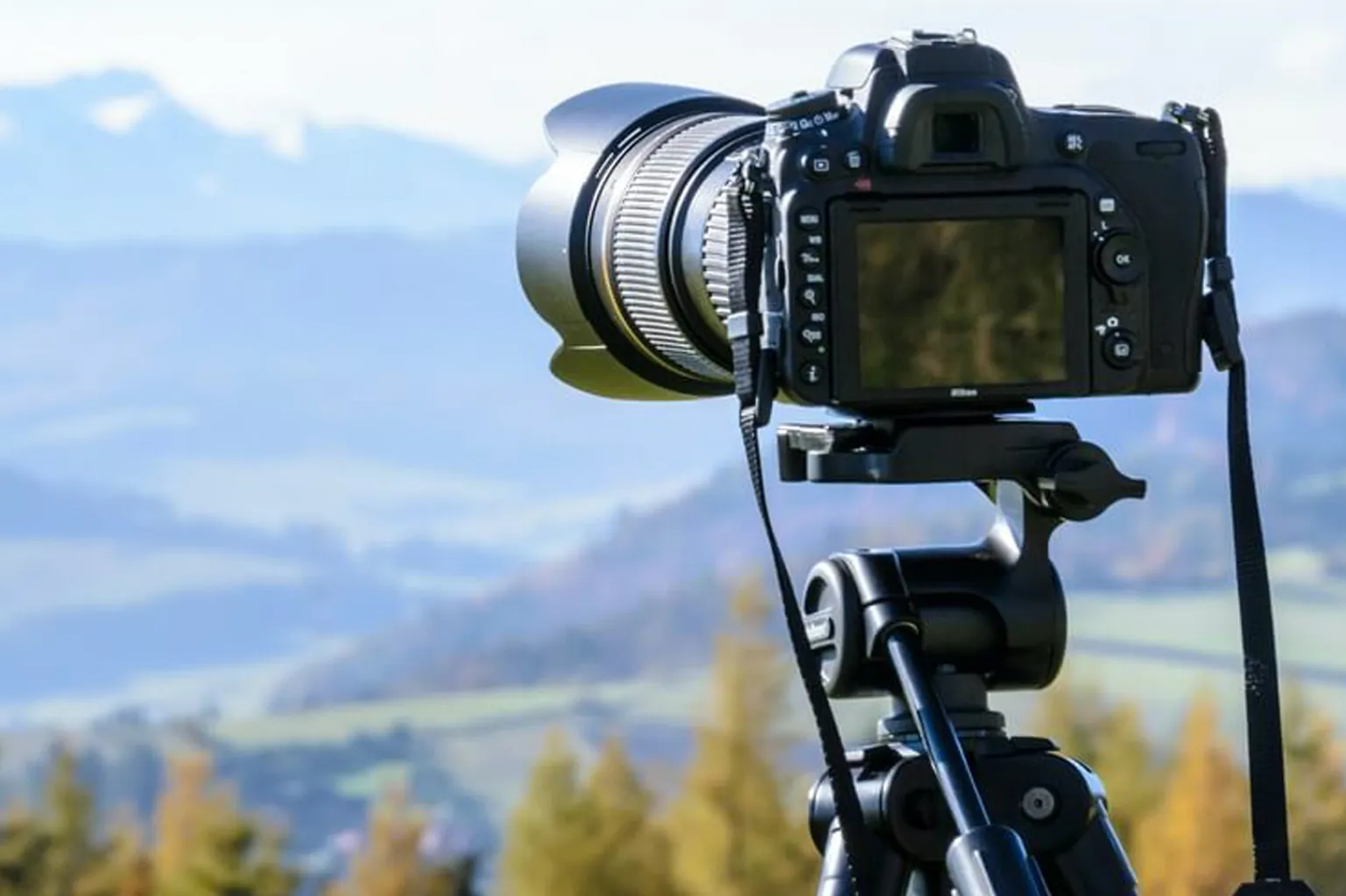 Wildlife photography