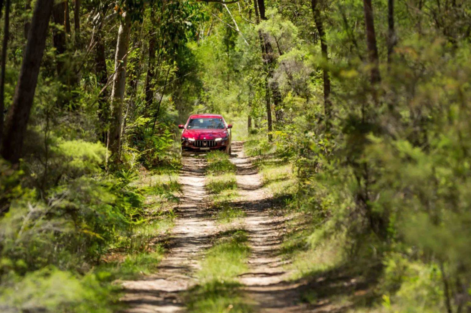 Forest drive scenery