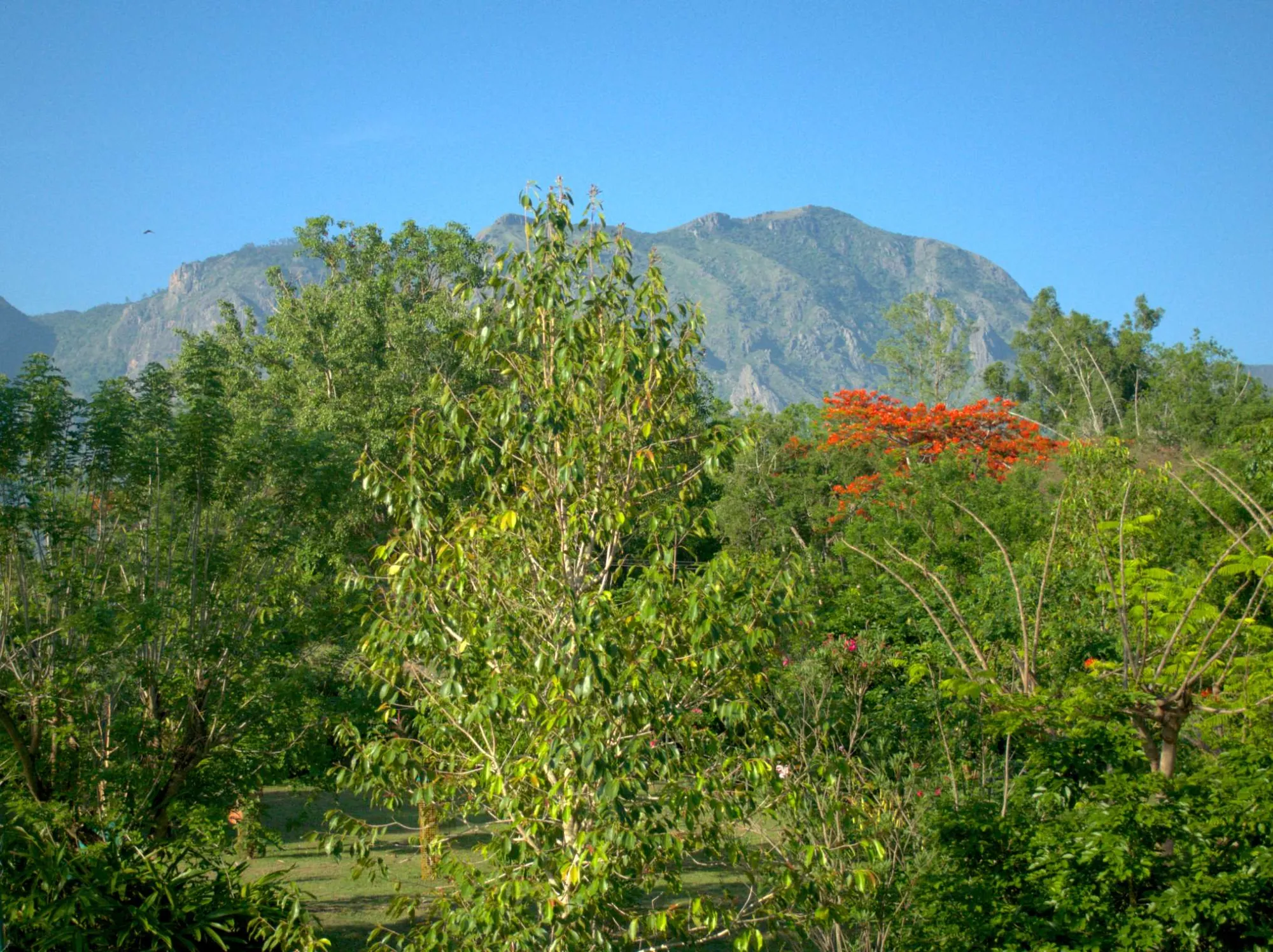 Mountain View Room